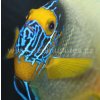 Pomacanthus xanthometopon-Pomec modrohlavý