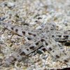 Archaster typicus M-L-Hvězdice páskovaná M-L