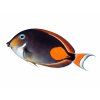 Acanthurus achilles-Bodlok Achillův