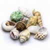 Sea shells L 5 ks ulity pro poustevníky