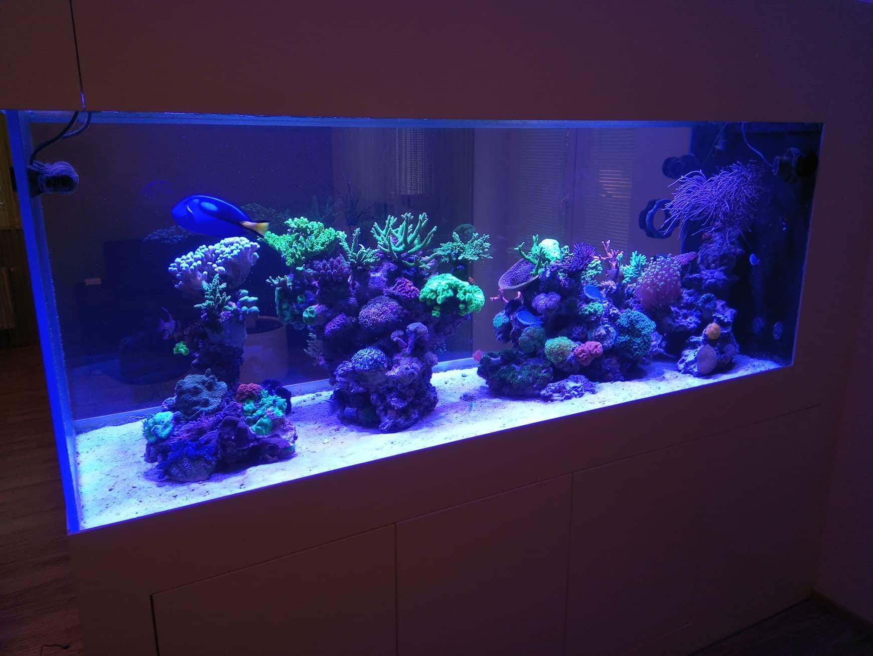 Reef akvárium