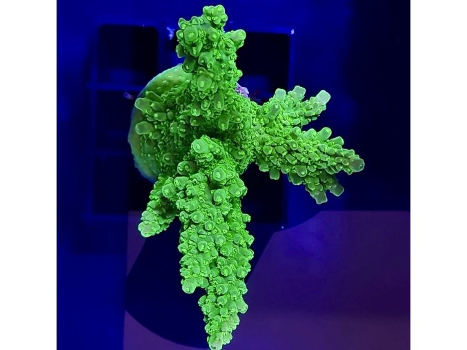 3daacd51 ef22 4d17 8778 c0835cdd66dc