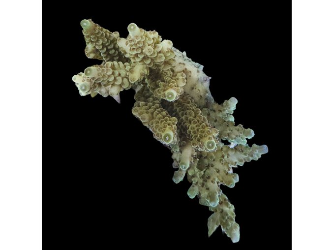 Acropora