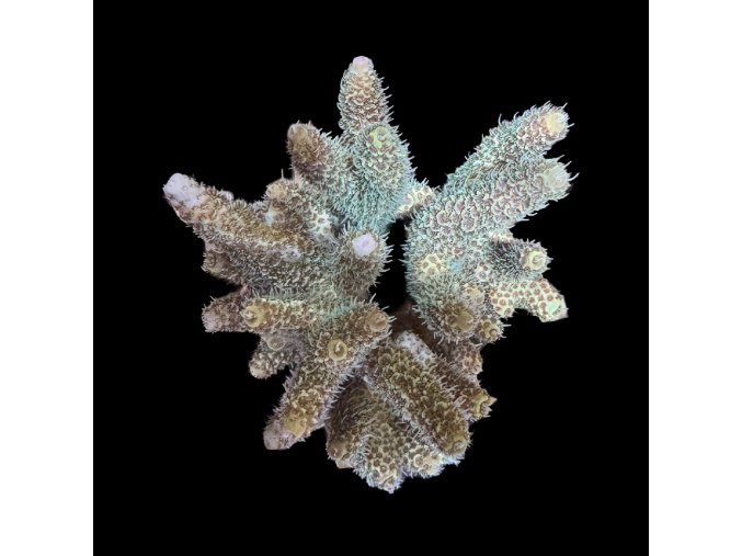 Acropora