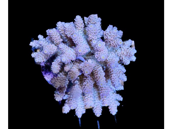 Acropora