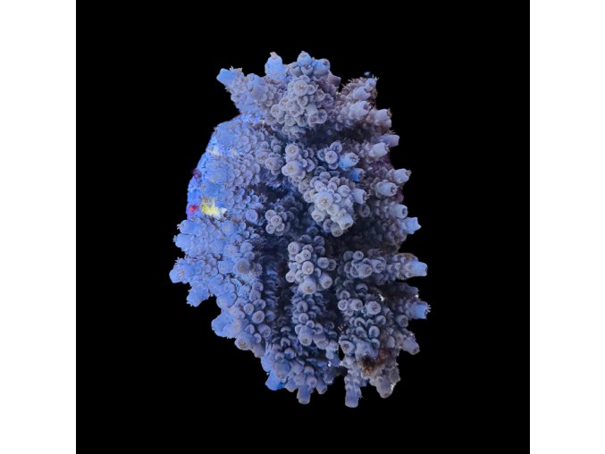 Acropora