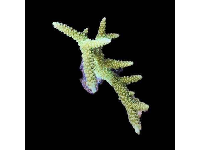 Acropora