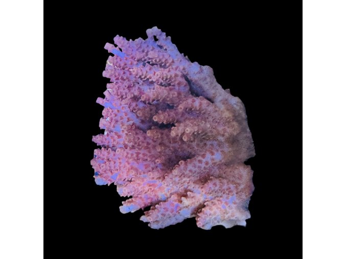 Acropora
