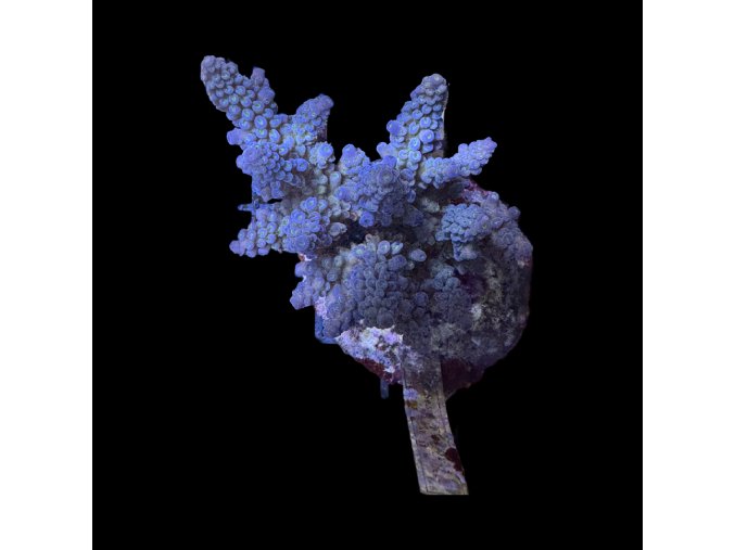 Acropora