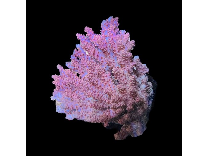 Acropora