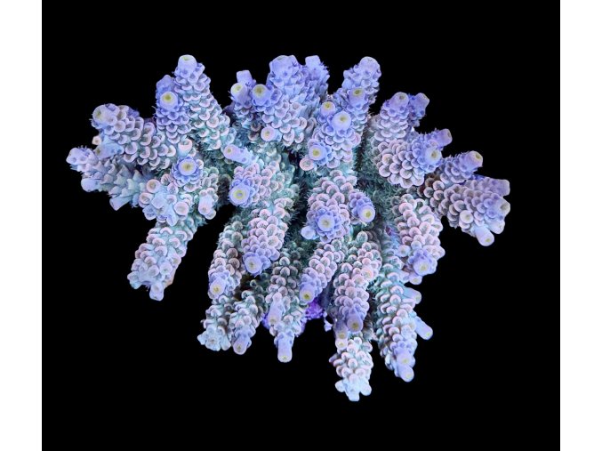 Acropora