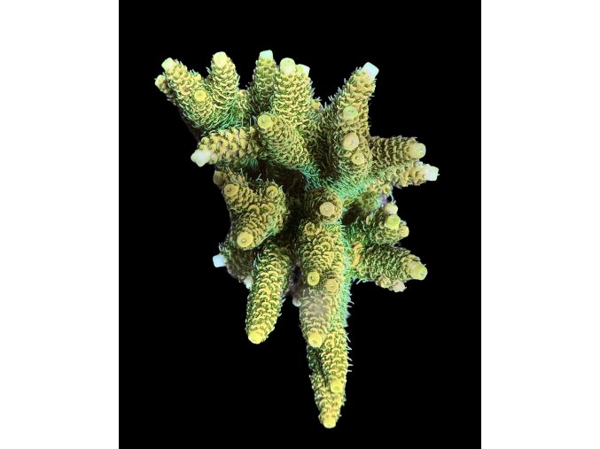 Acropora