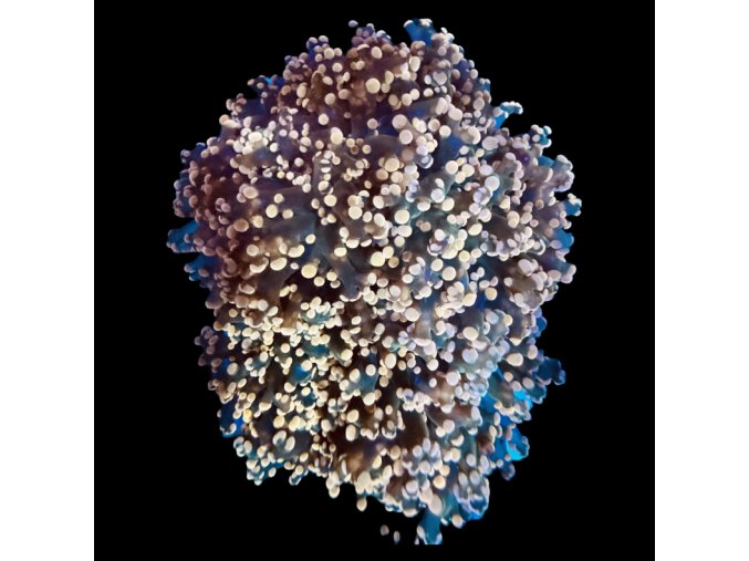 Euphyllia Paradivisa Pink