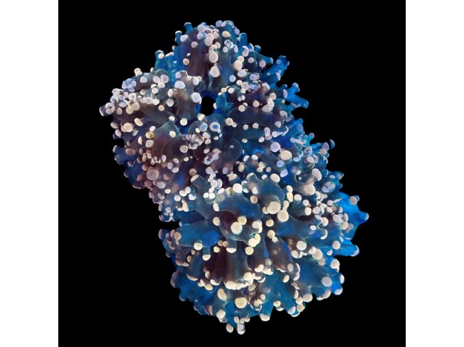 Euphyllia Paradivisa Pink