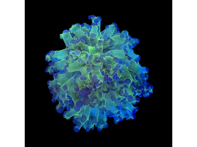 Euphyllia Paradivisa Neon Green