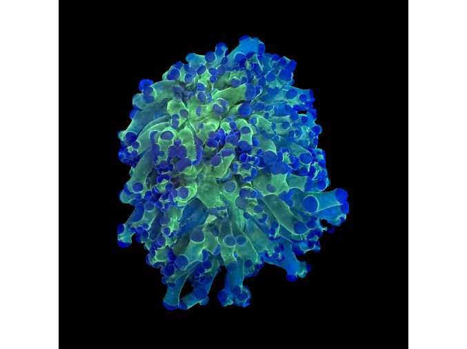 Euphyllia Paradivisa Neon Green