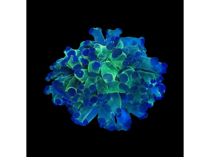 Euphyllia Paradivisa Neon Green