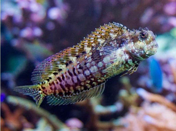 Salarias fasciatus 4-7 cm