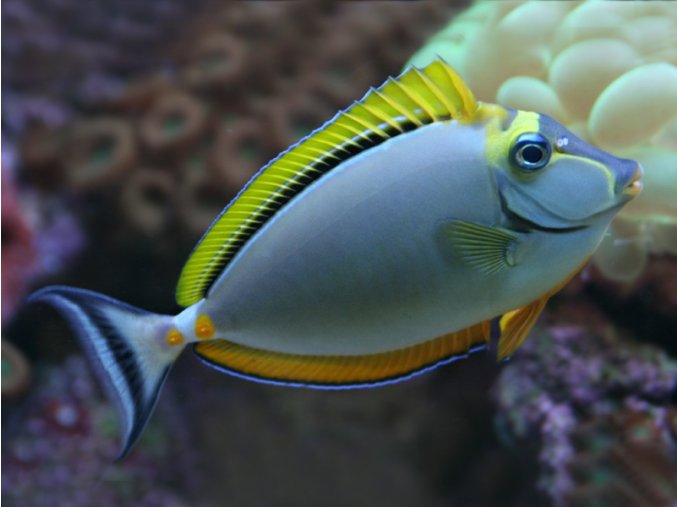 Naso elegans 5-8 cm