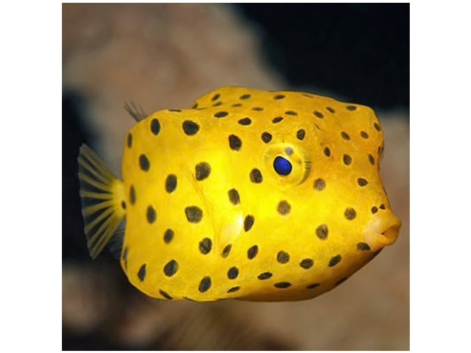 Ostracion cubicus 4-5 cm