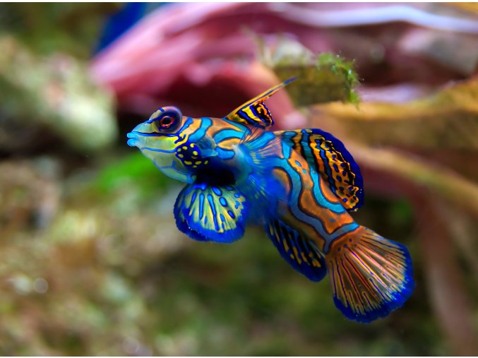 Synchiropus splendidus 3-4 cm