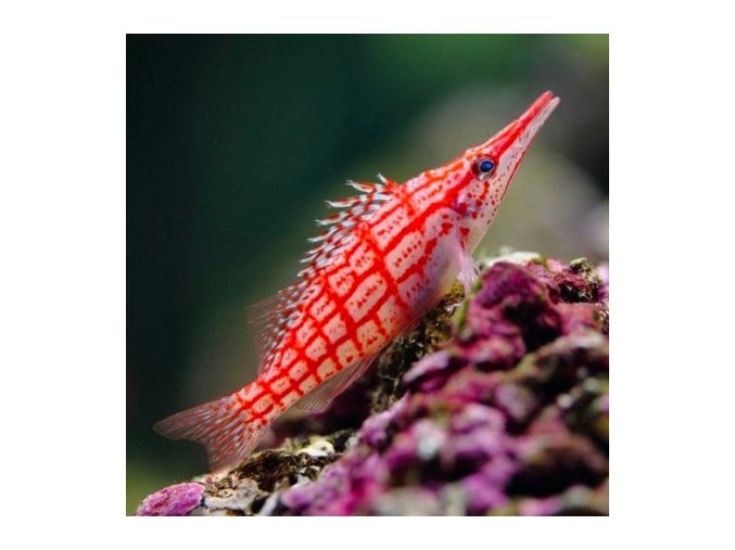 Oxycirrhites typus 5-7 cm