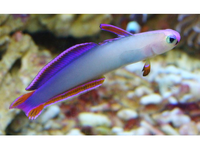 Nemateleotris decora 5-7 cm