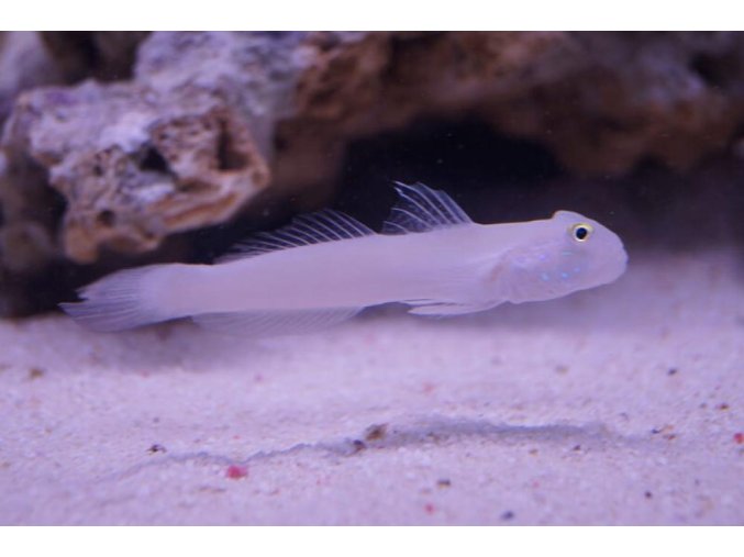Valencienna sexguttata