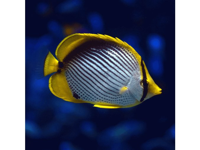 Chaetodon melannotus 4-7 cm