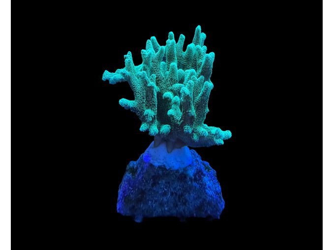 Seriatopora caliendrum