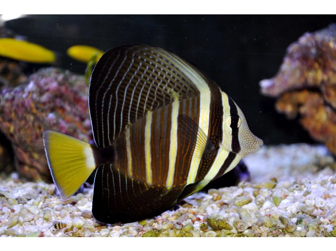 Zebrasoma veliferum