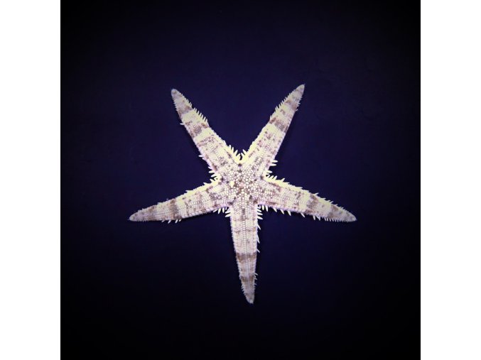 Archaster typicus