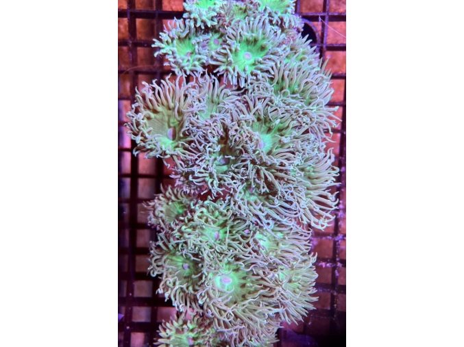 Duncanopsammia axifuga - 1 hlava