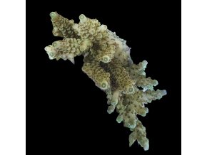 Acropora