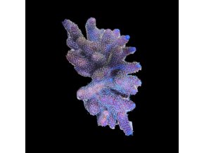 Acropora