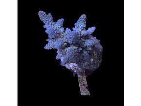 Acropora