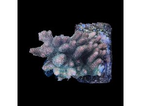 Acropora