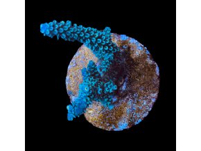 Acropora