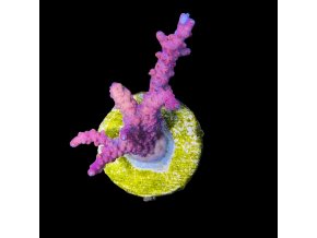 Acropora