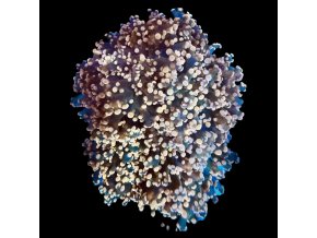 Euphyllia Paradivisa Pink