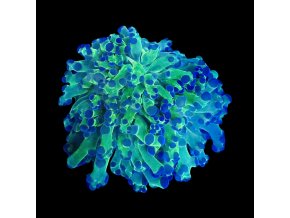 Euphyllia Paradivisa Neon Green