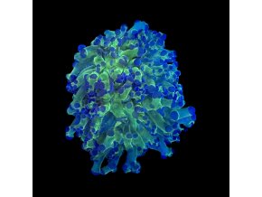 Euphyllia Paradivisa Neon Green