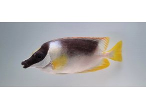 Siganus magnificus