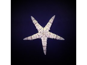 Archaster typicus