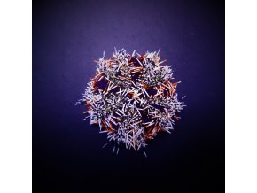 Tripneustes gratilla
