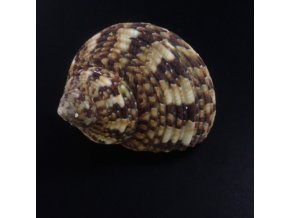 Turbo brunneus