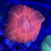 Scolymia Ultracolored
