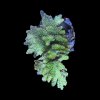 Acropora
