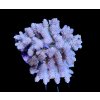Acropora