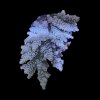 Acropora